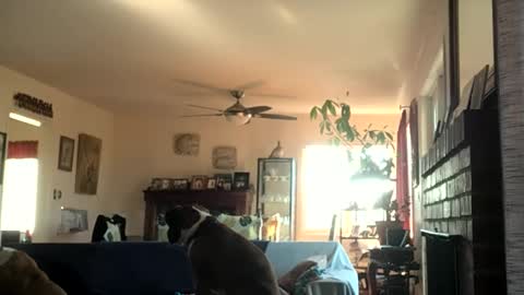 Snapshot of monkeedance chatting on December 2, 2024, 6:54 pm Monkee Dance online show from December 2, 2024, 6:54 pm