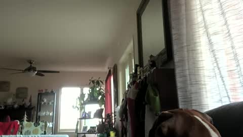 Snapshot of monkeedance chatting on December 29, 2024, 10:25 pm Monkee Dance online show from December 29, 2024, 10:25 pm