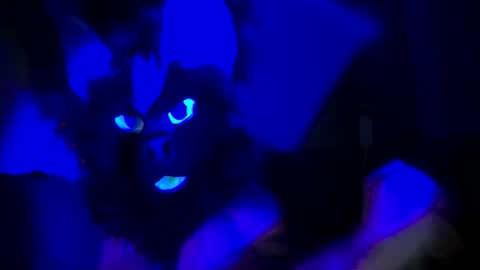 n33ds2br33d online show from October 19, 2025, 3:07 am