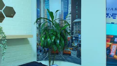 Kitten online show from March 7, 2025, 10:24 am