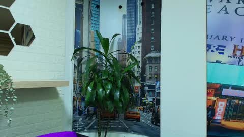 Kitten online show from March 8, 2025, 10:32 am