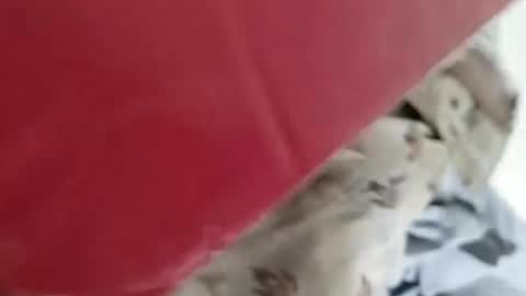 Snapshot of nooby942461 chatting on January 4, 2025, 5:16 am sim nib online show from January 4, 2025, 5:16 am