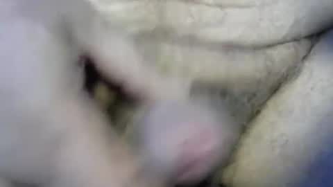 ogasmbyoral online show from December 4, 2024, 12:47 pm