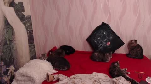 Olivia online show from February 5, 2025, 8:46 pm