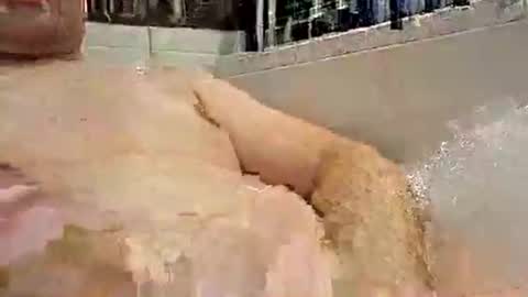 p20ccm online show from January 11, 2025, 7:27 pm