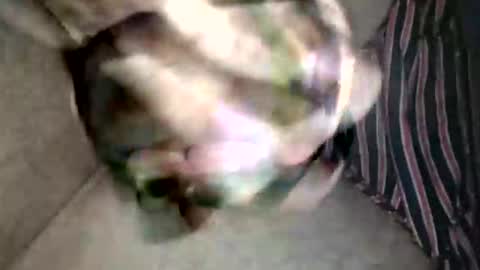 Snapshot of pacho_007 chatting on February 19, 2026, 3:13 am Superfeno online show from February 19, 2026, 3:13 am