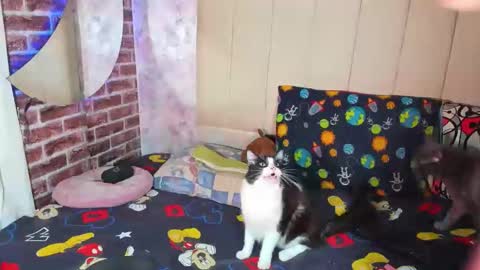 pamelaa Viscontty online show from April 24, 2026, 2:36 am