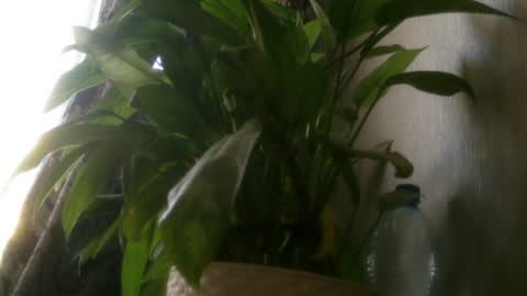 Snapshot of pamela_passion chatting on July 20, 2026, 11:23 am pamela_passion online show from July 20, 2026, 11:23 am
