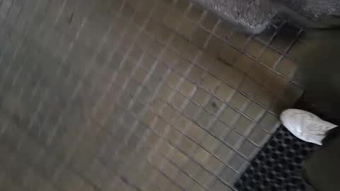 paulobascet online show from January 11, 2025, 10:08 am