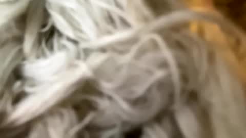 Snapshot of percocetpete45 chatting on December 3, 2024, 7:44 pm Poonshiner online show from December 3, 2024, 7:44 pm