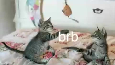 Kitty online show from June 25, 2026, 1:38 am
