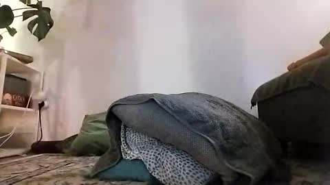 ranchoarg online show from January 8, 2026, 5:48 pm