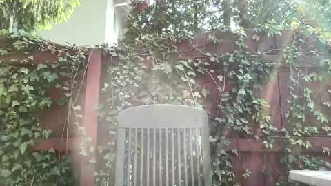 Snapshot of sammieplays chatting on May 17, 2026, 8:05 pm Playful Sammie online show from May 17, 2026, 8:05 pm