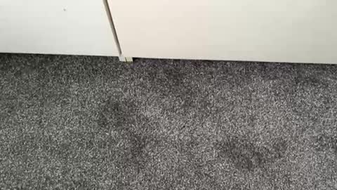 scottyc48 online show from November 13, 2025, 2:49 pm