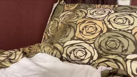 Snapshot of sebilone chatting on December 29, 2024, 6:27 pm Hennriette and Sebastian online show from December 29, 2024, 6:27 pm