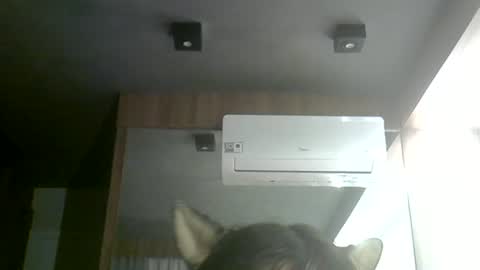 Snapshot of skinnykittencam chatting on June 24, 2026, 3:33 pm skinnykittencam online show from June 24, 2026, 3:33 pm