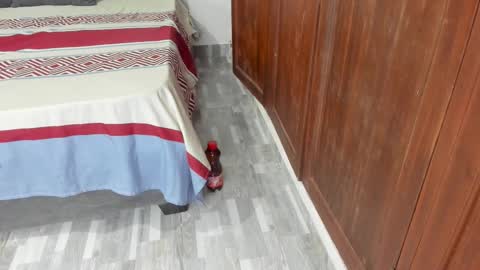 Shopiia88 online show from February 19, 2026, 12:23 pm