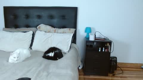 iris online show from December 14, 2025, 5:02 am