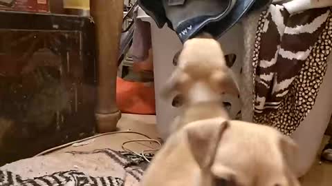 titwoo online show from November 13, 2025, 6:12 am