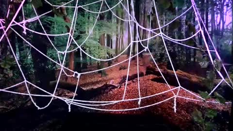 Jessie online show from October 28, 2025, 8:00 pm