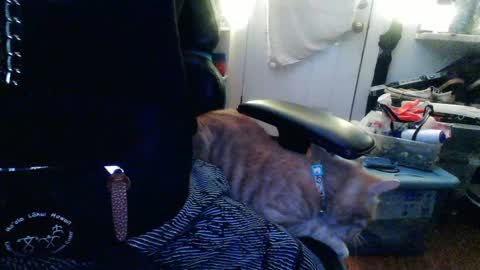 TwackedNTatted online show from December 12, 2024, 7:37 pm