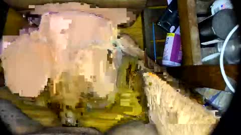 vegujo online show from February 7, 2025, 7:07 am