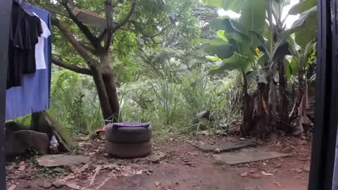 venus ... zeus sheer  online show from March 3, 2025, 1:31 pm