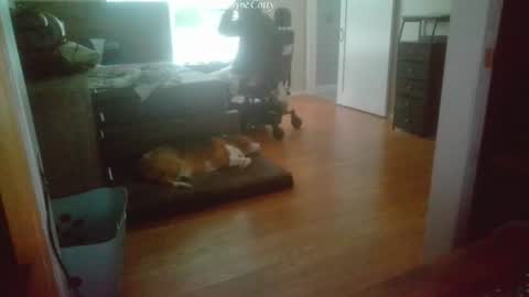 Snapshot of waynecotty chatting on July 16, 2026, 4:24 pm WayneCotty online show from July 16, 2026, 4:24 pm