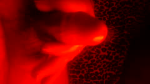 Snapshot of whor4mor chatting on January 7, 2025, 1:03 pm whor4mor online show from January 7, 2025, 1:03 pm