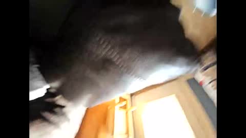 wildman2900 online show from February 4, 2025, 4:39 pm