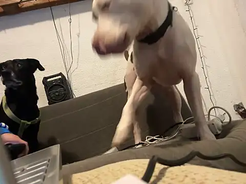 Snapshot of EnricoGio chatting on December 17, 2024, 11:49 pm EnricoGio online show from December 17, 2024, 11:49 pm