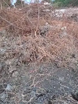 Ajith mvi online show from March 16, 2026, 1:33 am