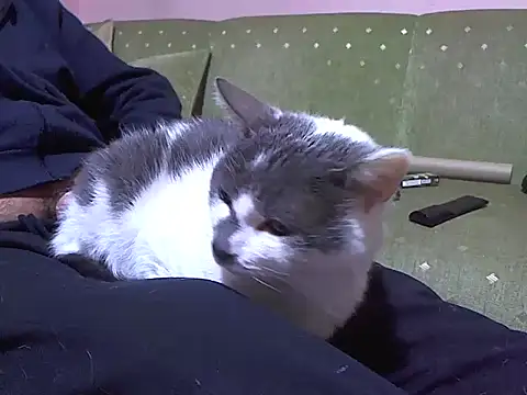 Snapshot of zormen355 chatting on April 4, 2026, 7:44 pm zormen355 online show from April 4, 2026, 7:44 pm