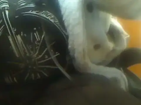 markluvskitty online show from March 7, 2025, 9:06 pm