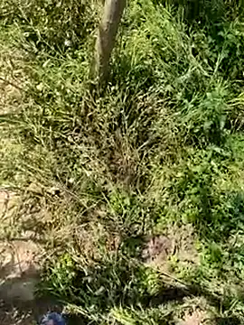 Snapshot of kalakim chatting on March 18, 2025, 7:30 am kalakim online show from March 18, 2025, 7:30 am