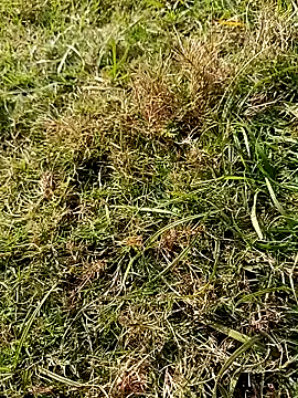 Snapshot of RockyNonStop chatting on January 18, 2025, 8:10 am RockyNonStop online show from January 18, 2025, 8:10 am