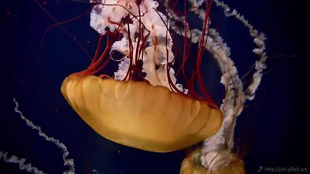 streamy test11 online show from October 8, 2025, 9:51 am