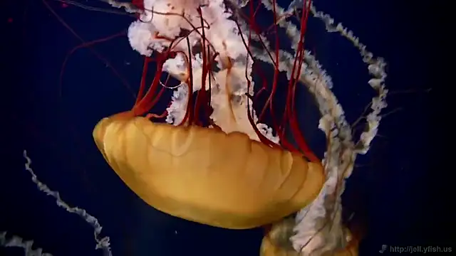 Snapshot of streamy_test11 chatting on February 3, 2026, 2:22 pm streamy test11 online show from February 3, 2026, 2:22 pm