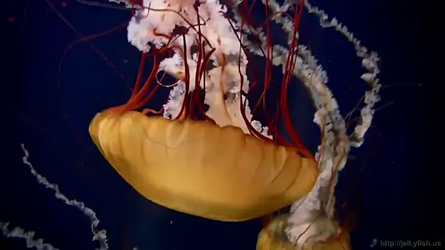 Snapshot of streamy_test11 chatting on February 5, 2026, 10:20 am streamy test11 online show from February 5, 2026, 10:20 am