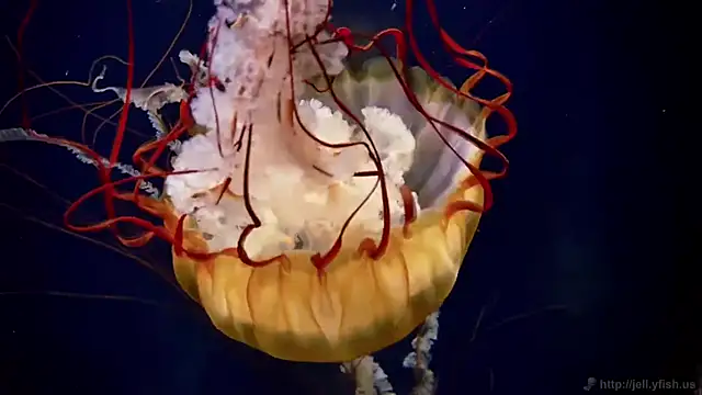 Snapshot of streamy_test11 chatting on February 11, 2026, 2:11 pm streamy test11 online show from February 11, 2026, 2:11 pm