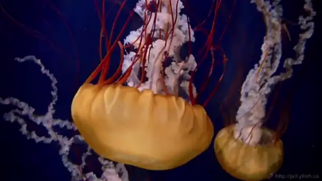 Snapshot of streamy_test11 chatting on February 18, 2026, 9:22 pm streamy test11 online show from February 18, 2026, 9:22 pm