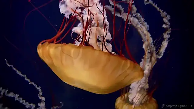 Snapshot of streamy_test11 chatting on February 19, 2026, 5:09 pm streamy test11 online show from February 19, 2026, 5:09 pm