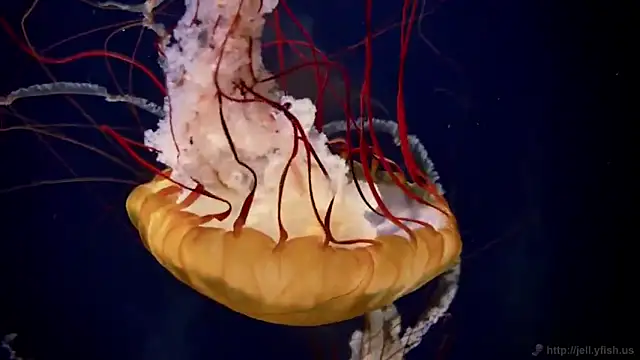 Snapshot of streamy_test11 chatting on February 25, 2026, 11:31 am streamy test11 online show from February 25, 2026, 11:31 am