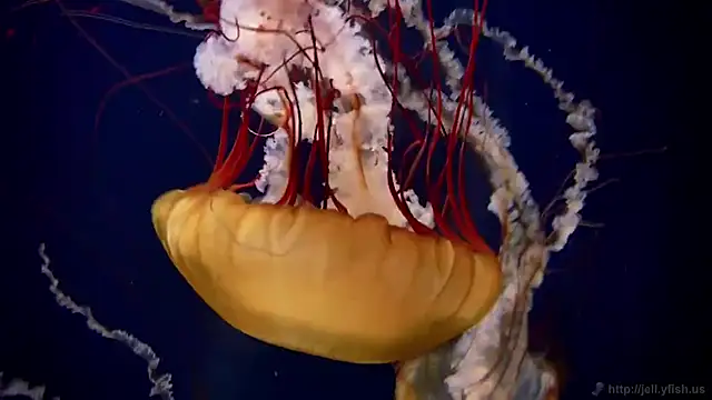 Snapshot of streamy_test11 chatting on March 2, 2026, 8:10 am streamy test11 online show from March 2, 2026, 8:10 am