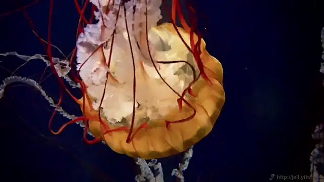 Snapshot of streamy_test11 chatting on March 11, 2026, 11:49 am streamy test11 online show from March 11, 2026, 11:49 am