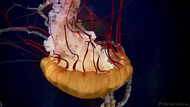 Snapshot of streamy_test11 chatting on March 12, 2026, 12:55 pm streamy test11 online show from March 12, 2026, 12:55 pm