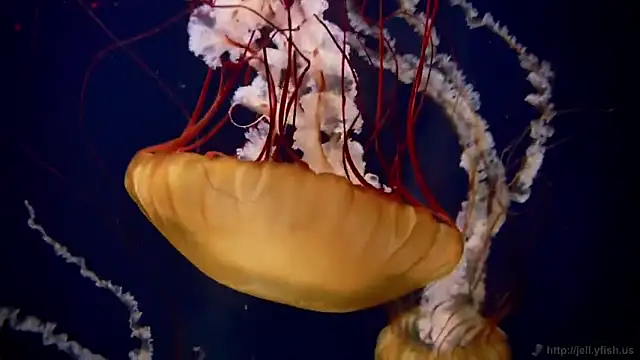 Snapshot of streamy_test11 chatting on March 20, 2026, 8:52 am streamy test11 online show from March 20, 2026, 8:52 am