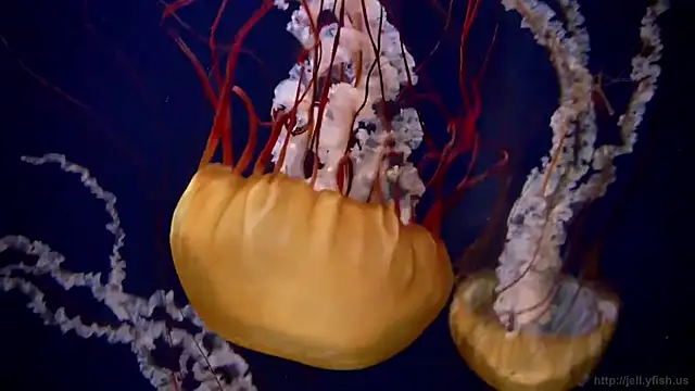 Snapshot of streamy_test11 chatting on March 24, 2026, 2:55 pm streamy test11 online show from March 24, 2026, 2:55 pm