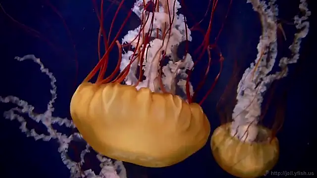 Snapshot of streamy_test11 chatting on March 26, 2026, 10:54 am streamy test11 online show from March 26, 2026, 10:54 am