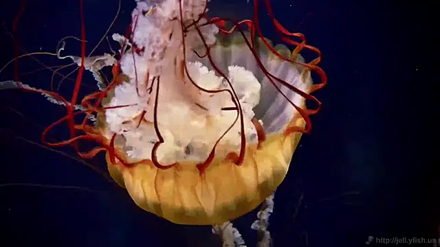 Snapshot of streamy_test11 chatting on March 30, 2026, 11:11 am streamy test11 online show from March 30, 2026, 11:11 am